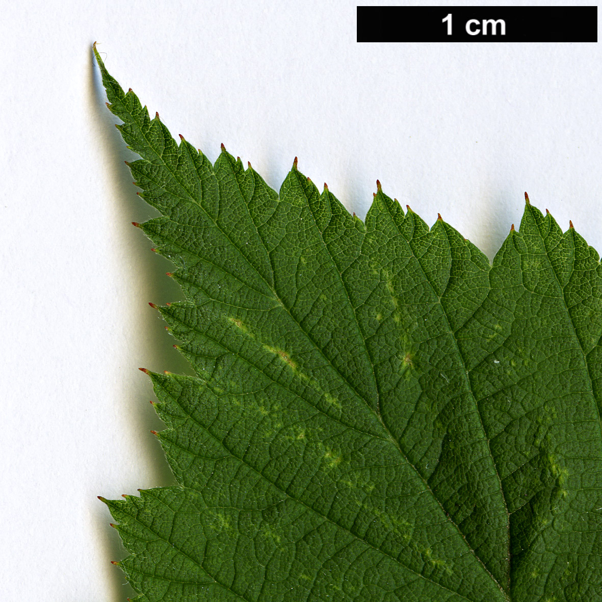 High resolution image: Family: Rosaceae - Genus: Rubus - Taxon: occidentalis - SpeciesSub: ’Black Jewel’